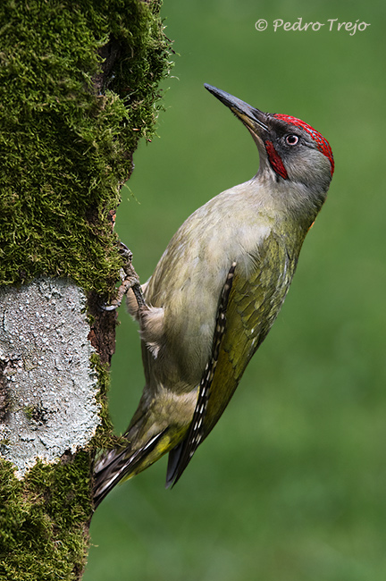 Pito real (Picus viridis)